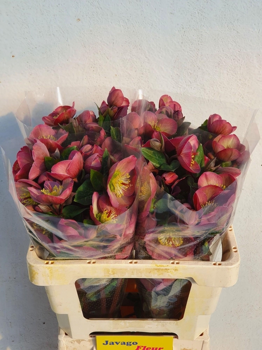 <h4>HELL FRK PENNYS PINK</h4>