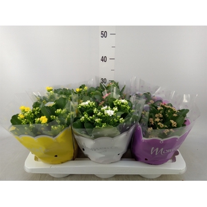 Kalanchoe blos.   ..rosebud mix  4