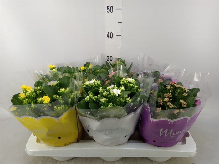 <h4>Kalanchoe blos.   ..rosebud mix  4</h4>