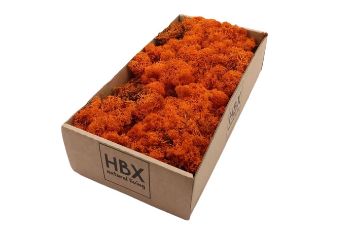 Reindeer Moss 500gr Orange