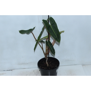 PHILODENDRON BILLIETIAE P17