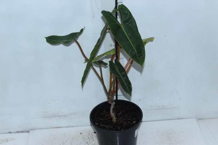<h4>PHILODENDRON BILLIETIAE P17</h4>