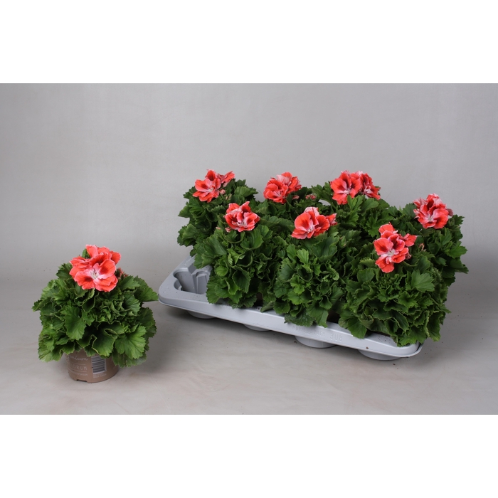 <h4>PEL GR MANDARINO</h4>