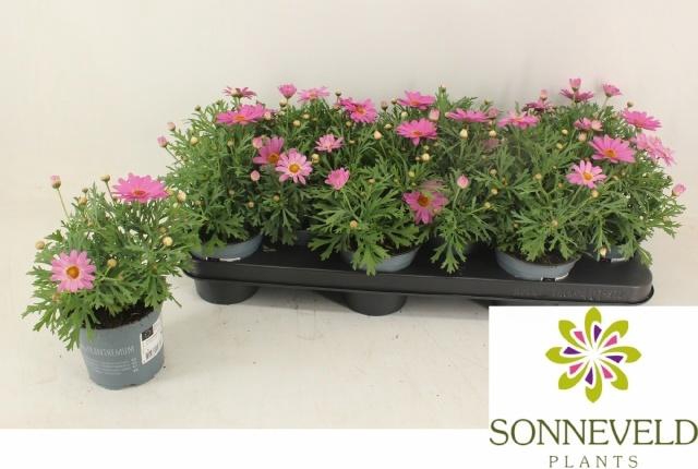 <h4>ARG CYMB LIGHT PINK</h4>