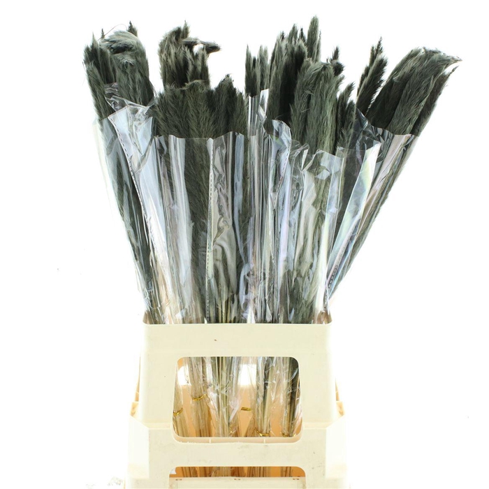 <h4>Dried Pampas Fluffy Black</h4>