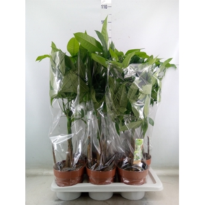 Pachira aquatica