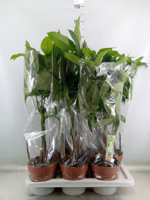 <h4>Pachira aquatica</h4>