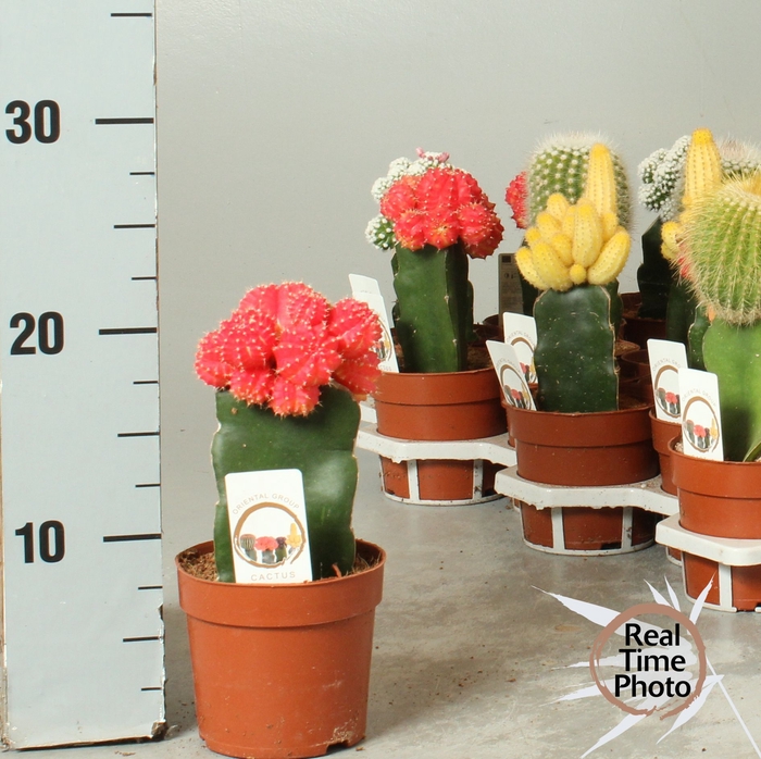 <h4>CACTUS GEM</h4>