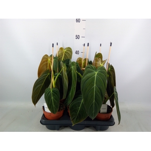 Philodendron melanochrysum