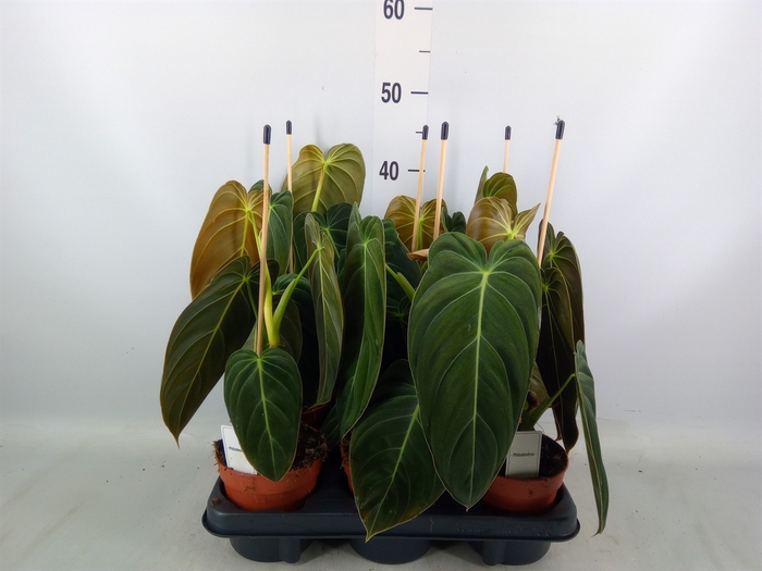 <h4>Philodendron melanochrysum</h4>