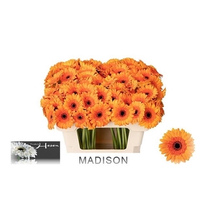 GE MI MADISON