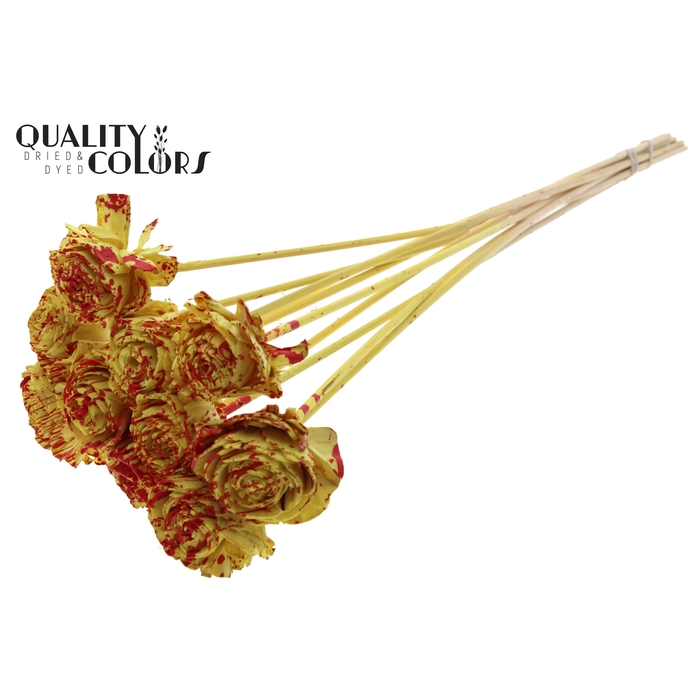 <h4>Shola Beauty Rose 6cm on stem Splashed Yellow/Red</h4>