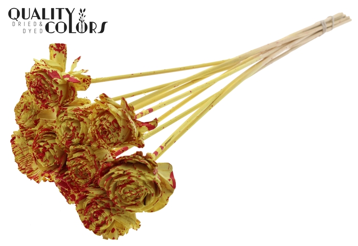 Shola Beauty Rose 6cm on stem Splashed Yellow/Red