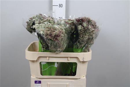 <h4>Daucus Carota Dara</h4>