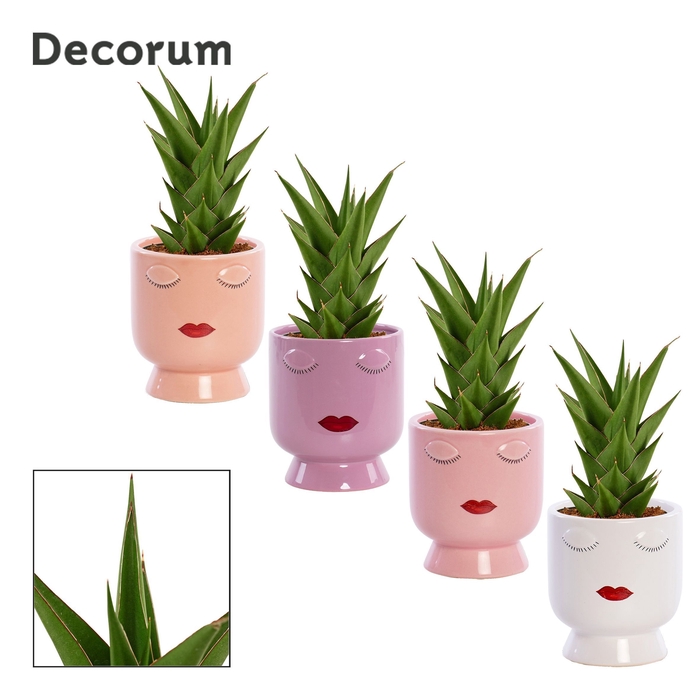 <h4>Sansevieria Temple crown 12 cm in Dua Lipa (Party love-collectio</h4>