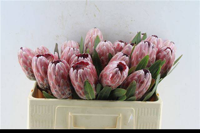 <h4>PROTEA PINK ICE</h4>