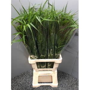 Panicum Fountain