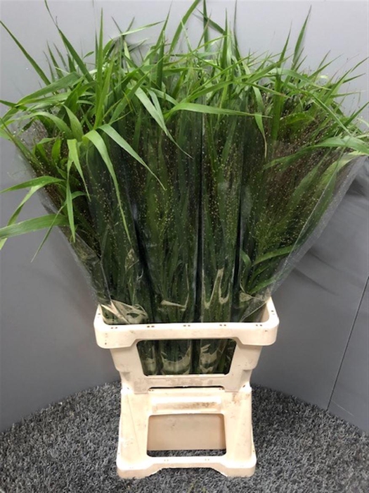 <h4>Panicum Fountain</h4>