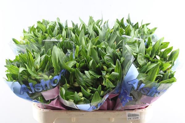 <h4>Alstr Pink Floyd</h4>