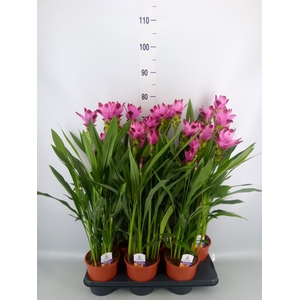 Curcuma alism. 'Siam Splash'