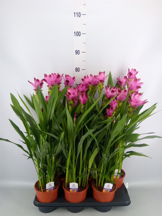 <h4>Curcuma alism. 'Siam Splash'</h4>