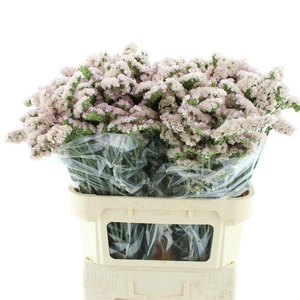 LIM S APRI SUN BIRDS