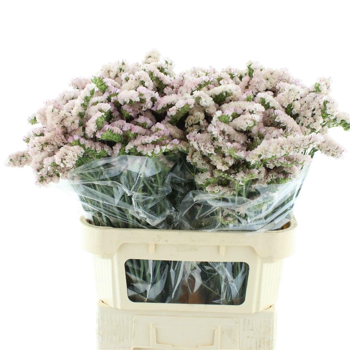 <h4>LIM S APRI SUN BIRDS</h4>