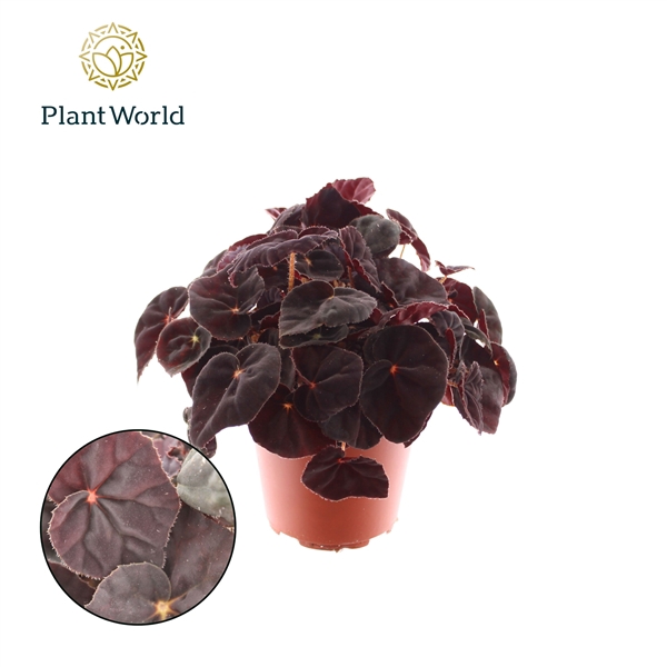 <h4>Begonia rex Conga</h4>
