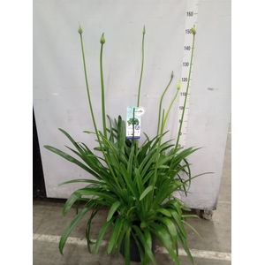 Agapanthus  'Big Blue'