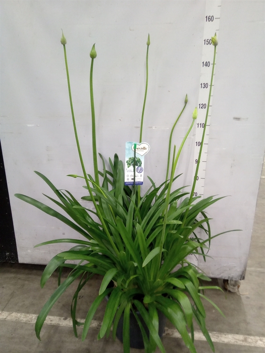<h4>Agapanthus  'Big Blue'</h4>