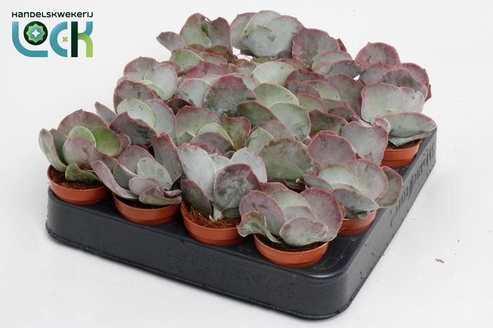 <h4>Cotyledon Undulata</h4>