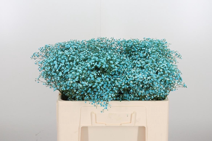 <h4>Gyps Painted Blue</h4>