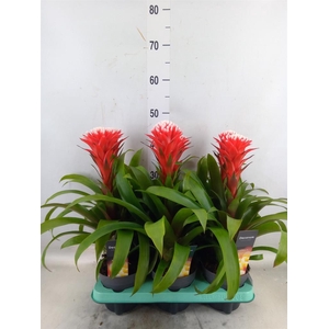 Guzmania  'Hope'