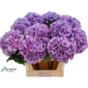 HYDR M ROYAL LOVE B