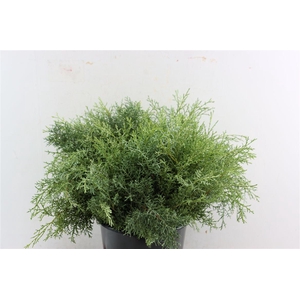 Cypresse Aurezonica Blauw