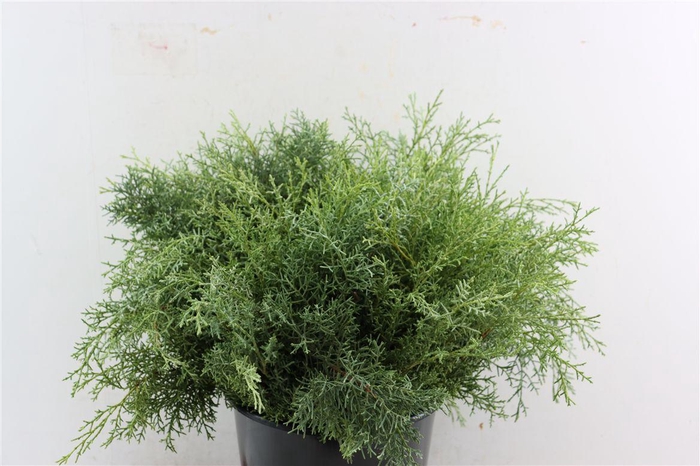 <h4>Cypresse Aurezonica Blauw</h4>