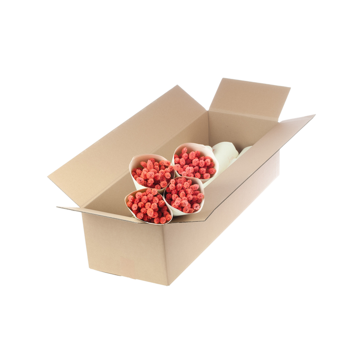 <h4>Phalaris pink</h4>
