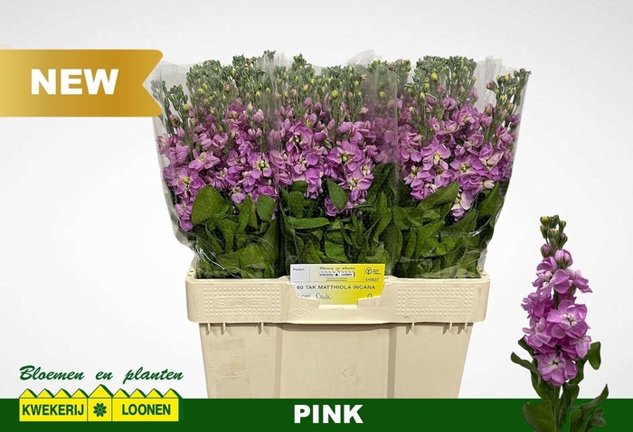 <h4>MATTH MILLA PINK</h4>