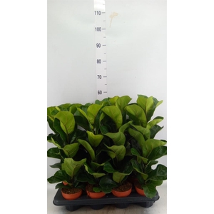 Ficus lyrata 'Bambino'