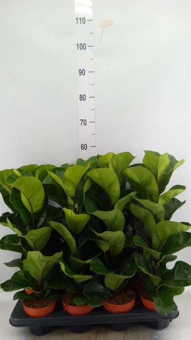 <h4>Ficus lyrata 'Bambino'</h4>