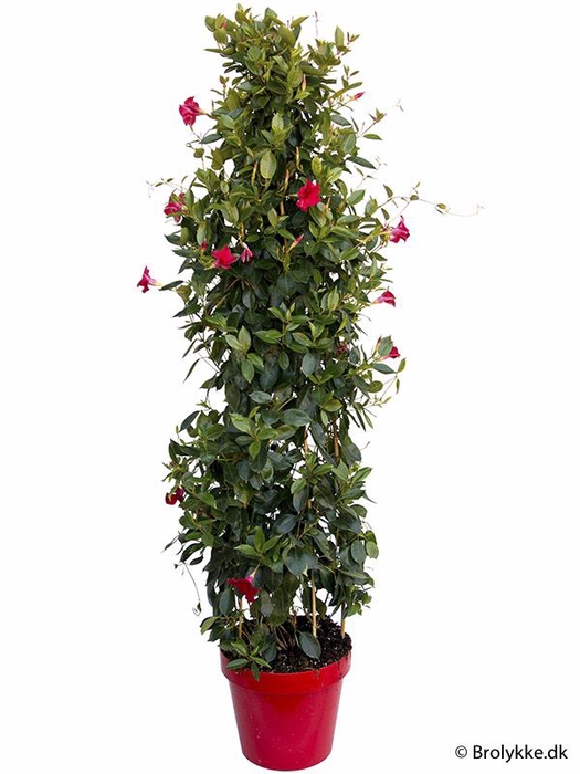 <h4>DIPLADENIA-HYBRID P27</h4>