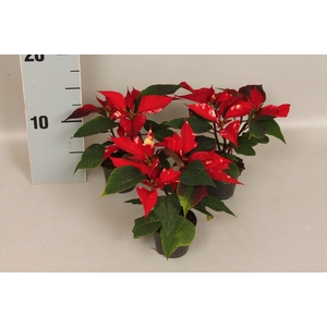 Poinsettia 6 cm Fantasy star 2/4 koppen
