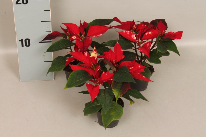 <h4>Poinsettia 6 cm Fantasy star 2/4 koppen</h4>