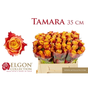 R GR TAMARA
