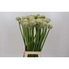 Allium White Giant