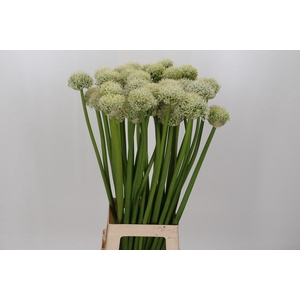 Allium White Giant