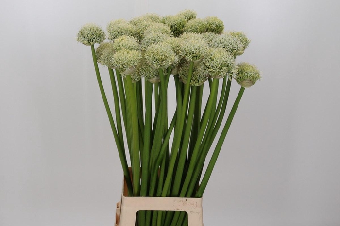 <h4>Allium White Giant</h4>