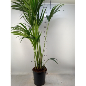 Howea forsteriana