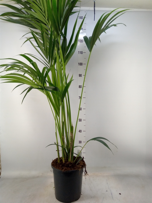<h4>Howea forsteriana</h4>