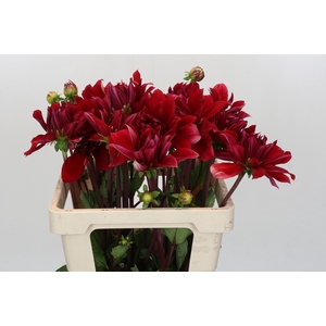 Dahlia Babylon Rood